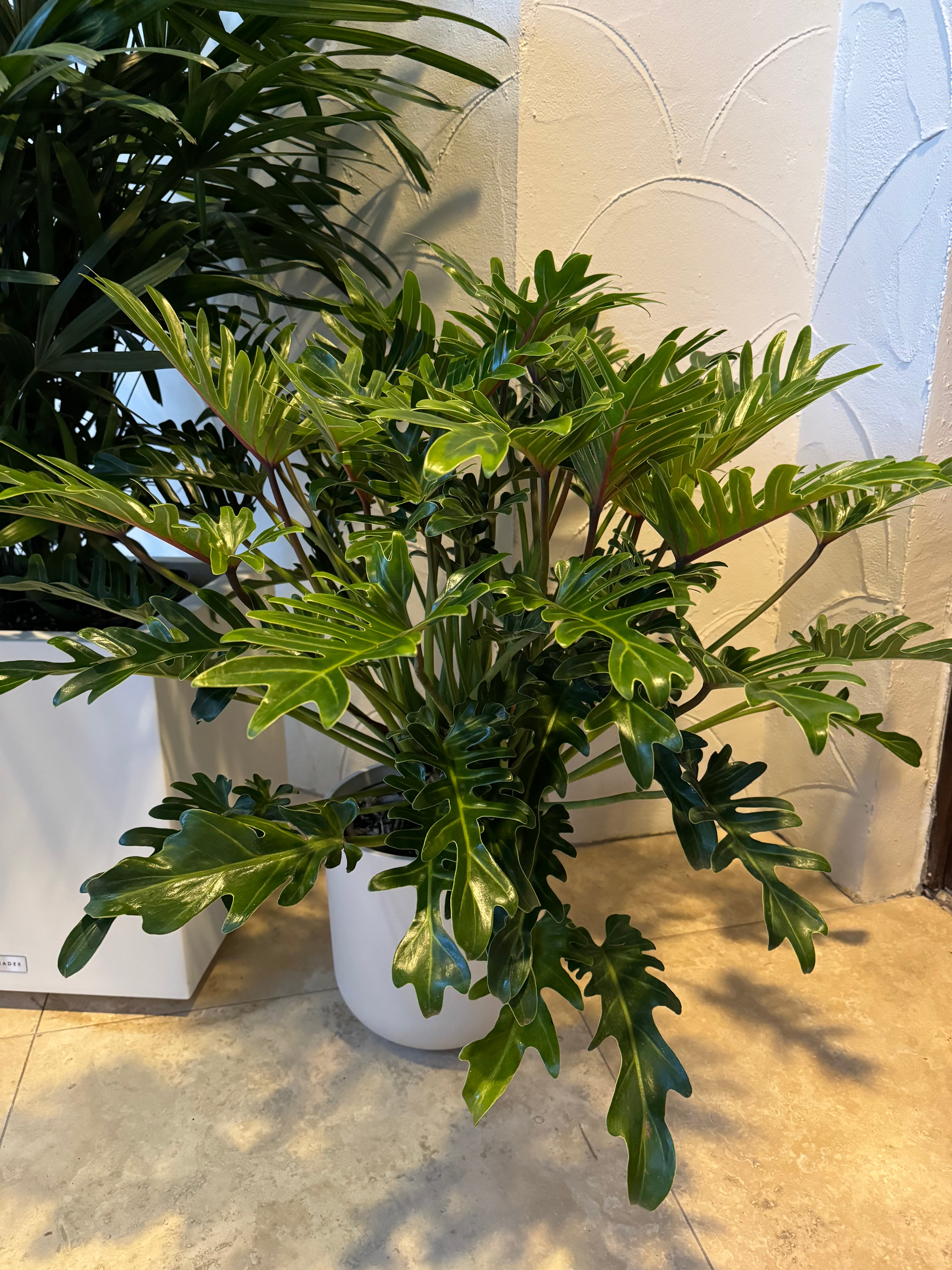 Philodendron Xanadu offers