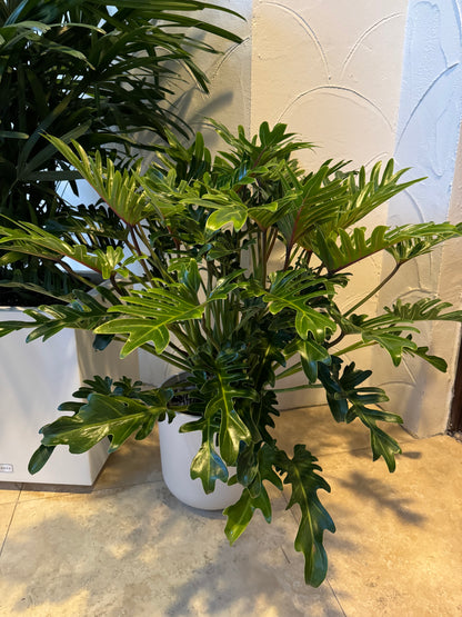 Philodendron Xanadu Winterbourn