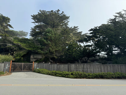 Monterey Cypress Tree, Cupressus Macrocarpa