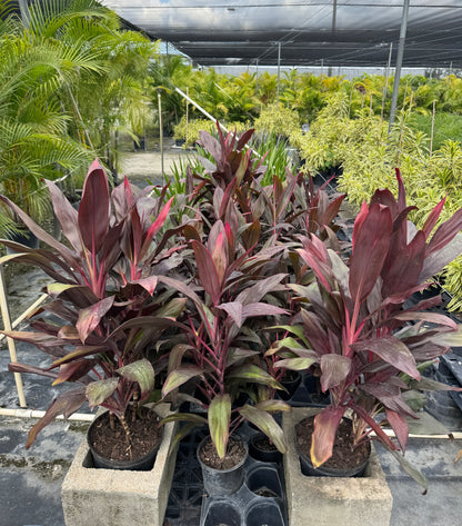 Cordyline Red Sensation, Good Luck Plant