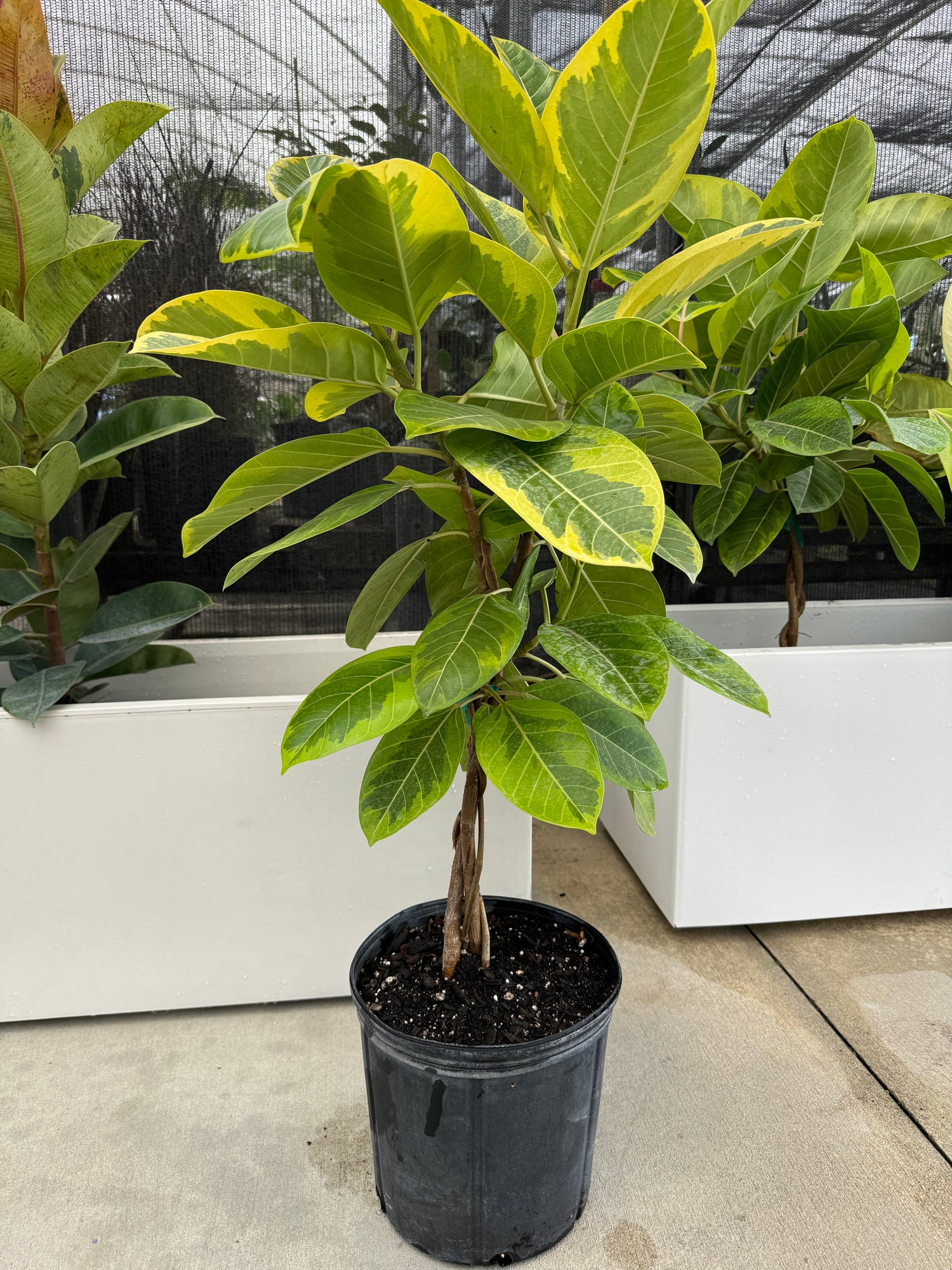 ficus altissima variegata care Braided Ficus Altissima Tree Form, Variegated Yellow Gem Rubber Tree