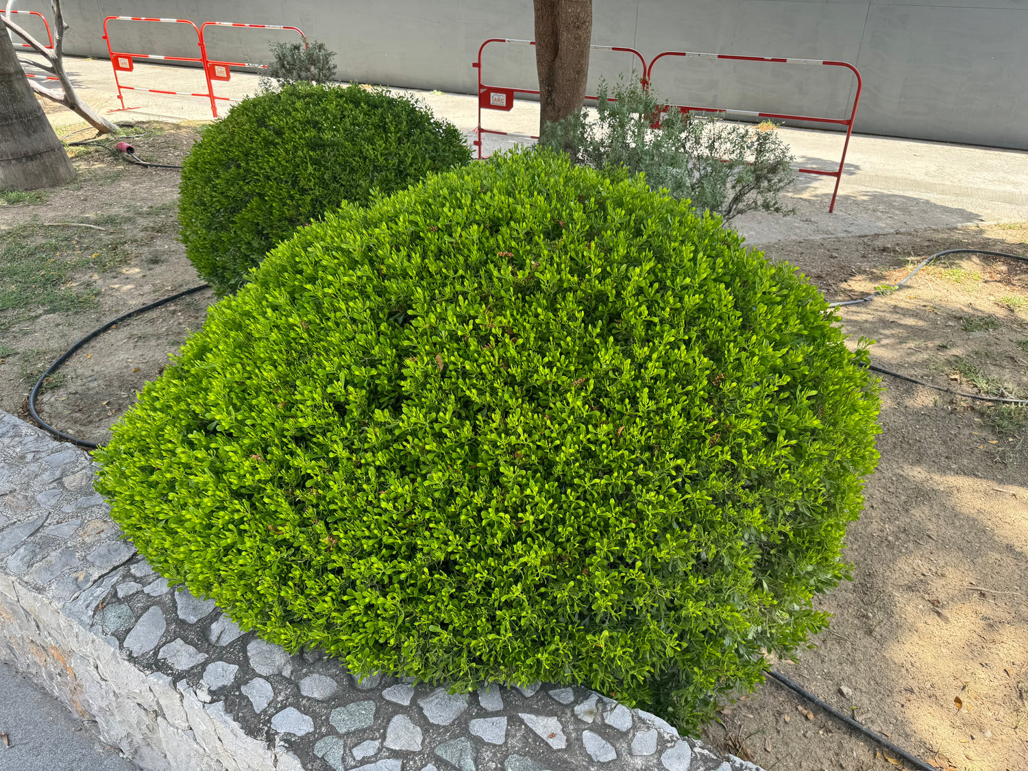 Winter Green Boxwood Shrub