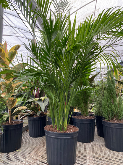 cat palm leaf Buy the Cat Palm, Live Tropical Plant Indoor – Eureka Farms