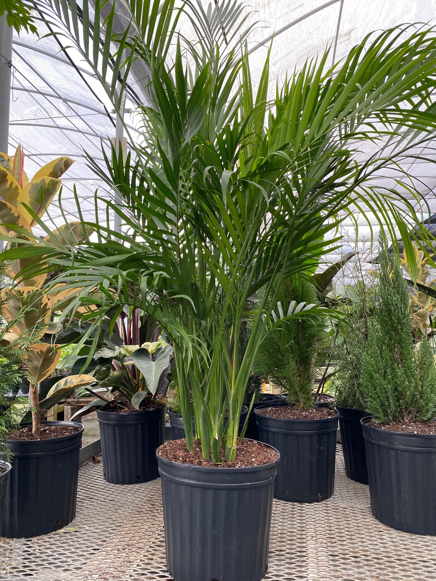 Cat Palm, Live Tropical Plant Indoor