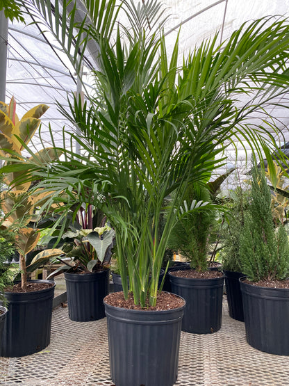 Cat Palm, Live Tropical Plant Indoor