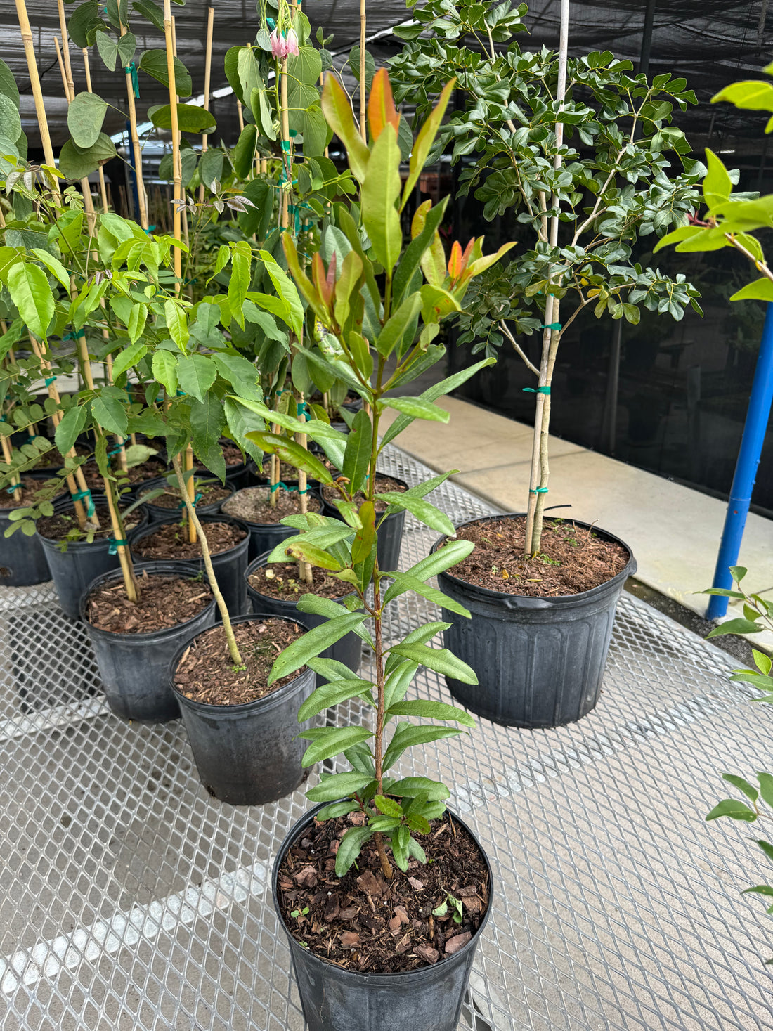 Bay Rum Flowering Tree, Pimenta Racemosa