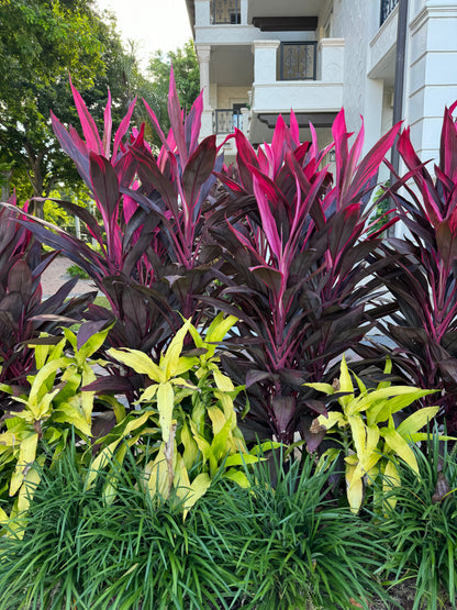 Cordyline Red Sister, Terminalis Ti Plants