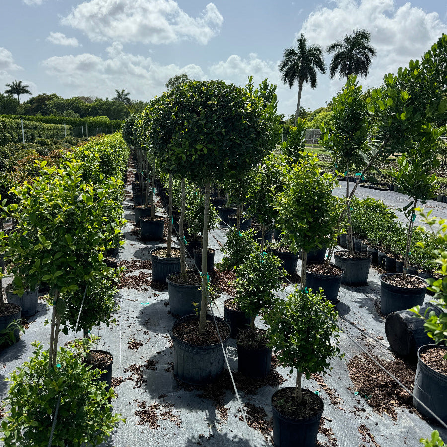 Topiary Eugenia 1-Ball Tree Form in a 7gal pot in rows 
