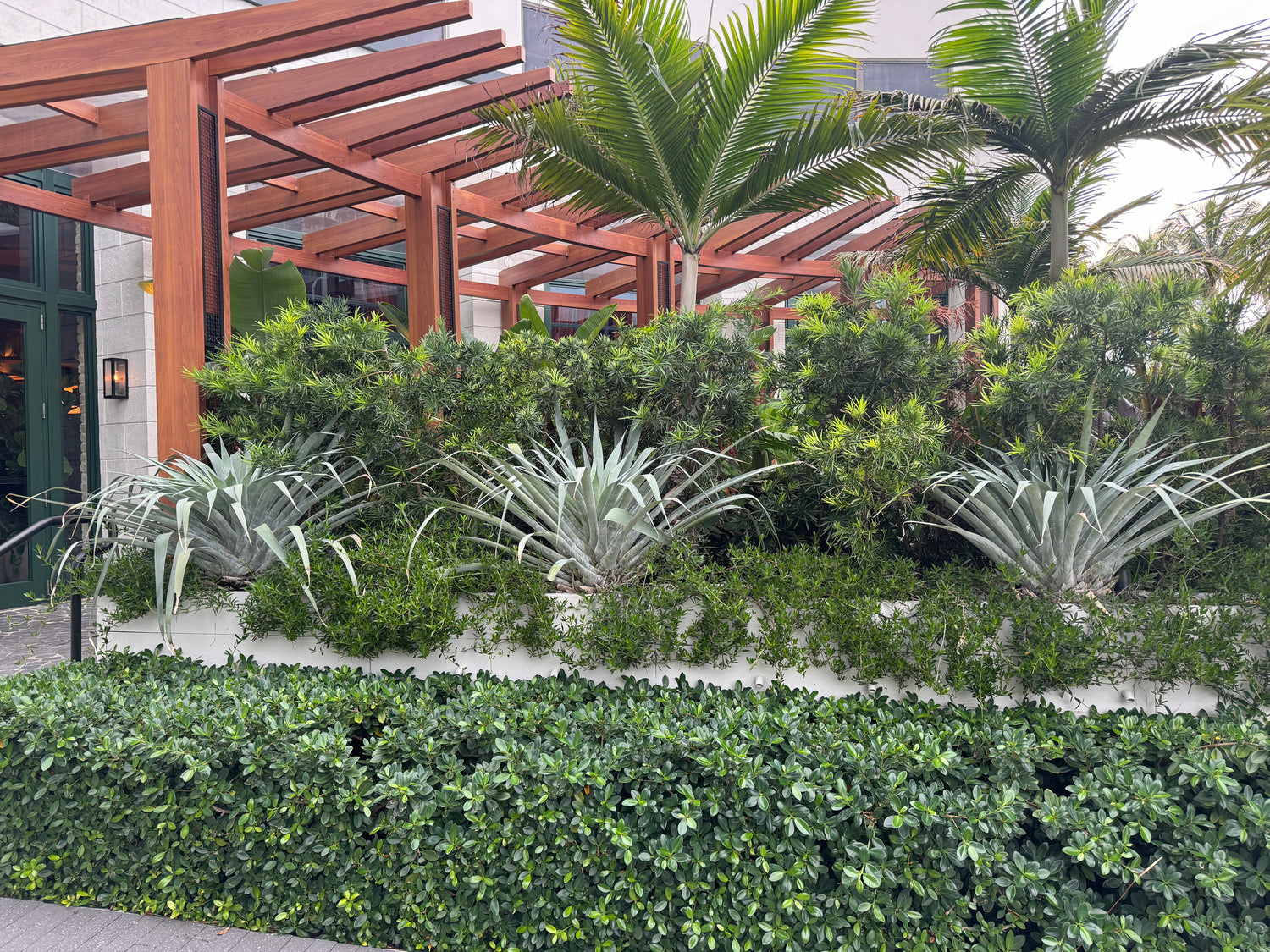 Bromeliad Odorata Alcantarea