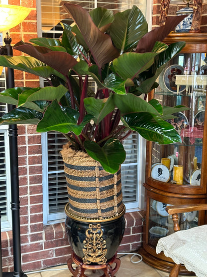 red banana leaf plant indoor Buy Philodendron Red Congo