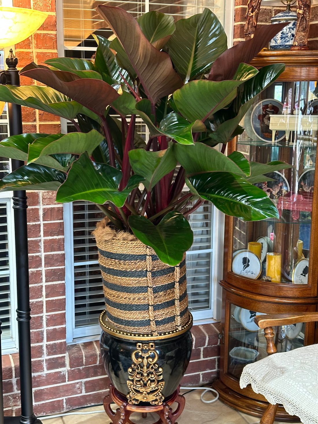 Philodendron Red Congo, Tropical Forest Plant