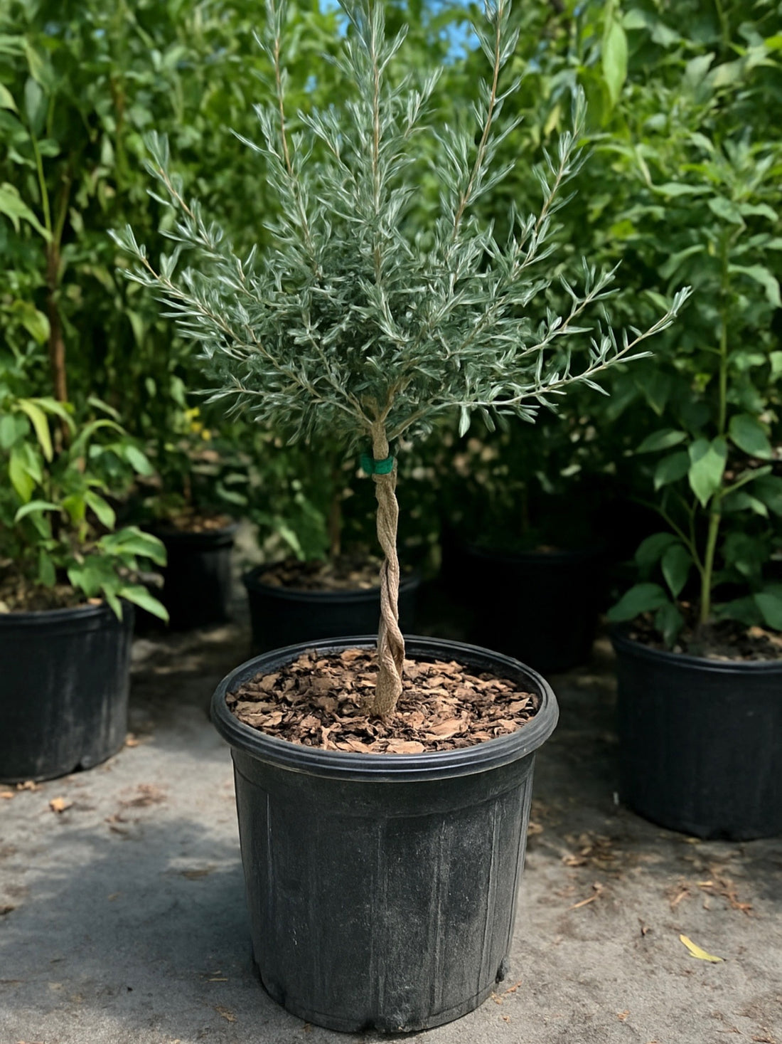 Braided Olive Tree Olea Europaea