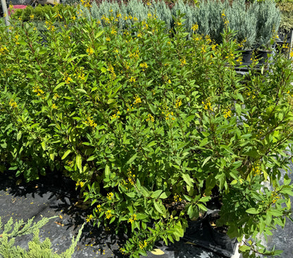 Golden Thryallis, Shower of Gold Flowering Shrub