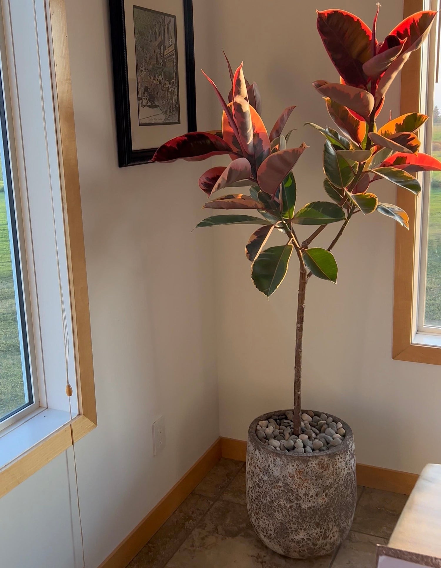 Ficus Ruby Tree Form Single Stem, Rubber Tree