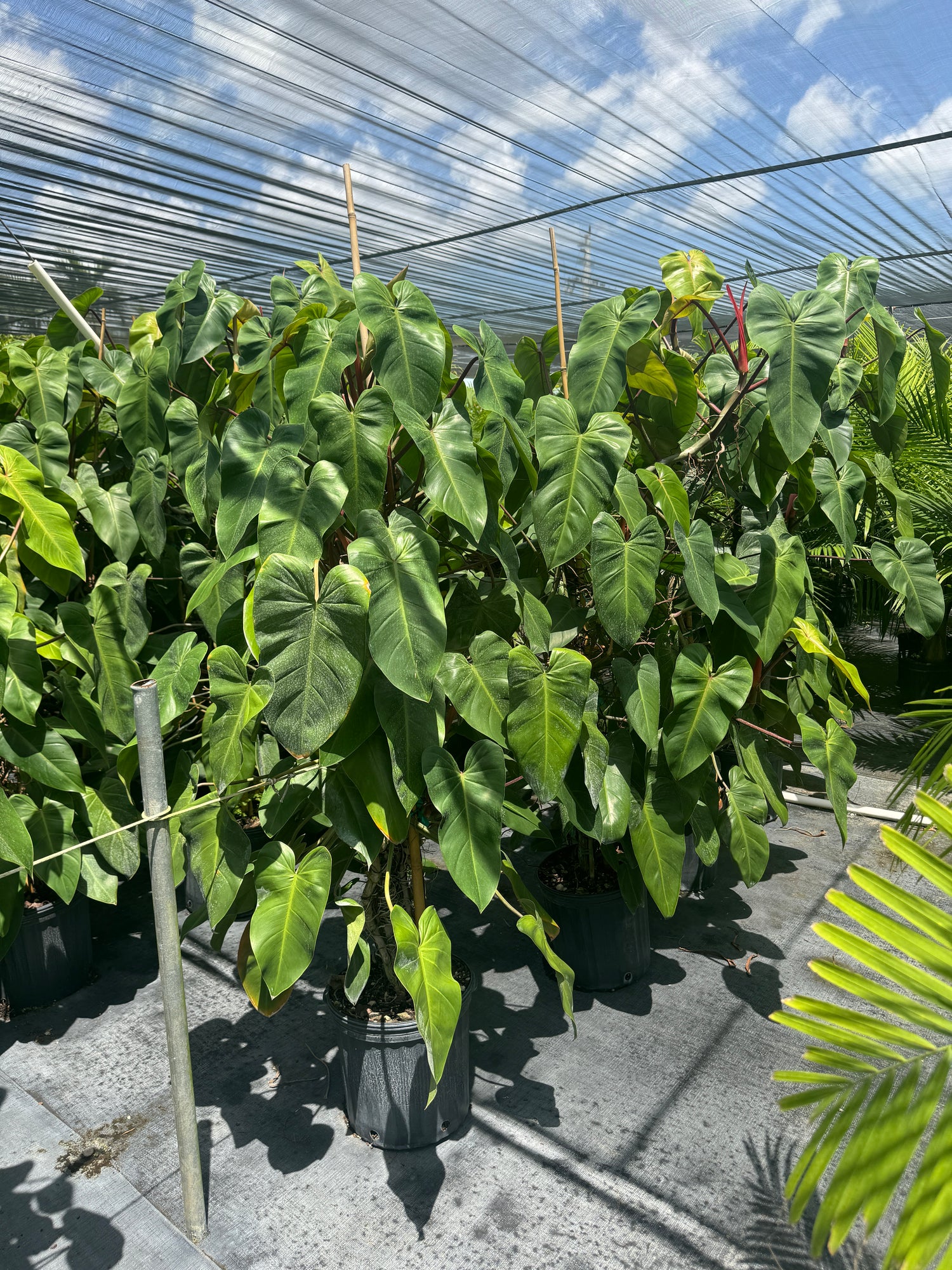 Philodendron Emerald Red in Trellis Exotic Vining Plants
