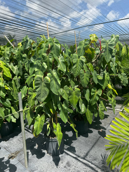 Philodendron Emerald Red in Trellis Exotic Vining Plants