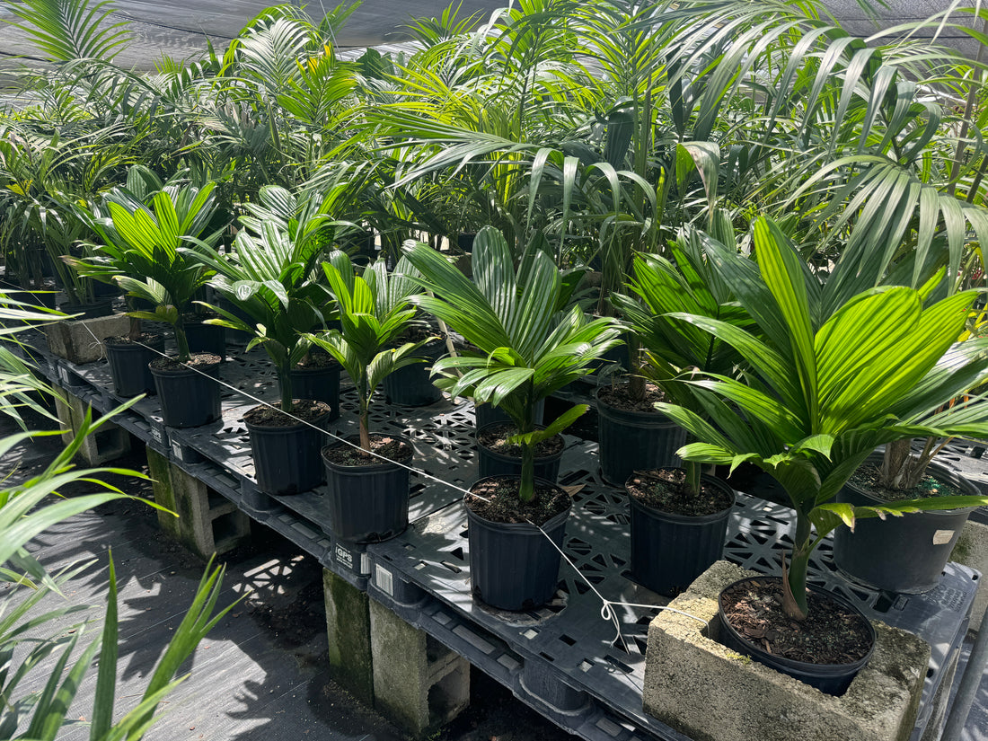 Areca Catechu &