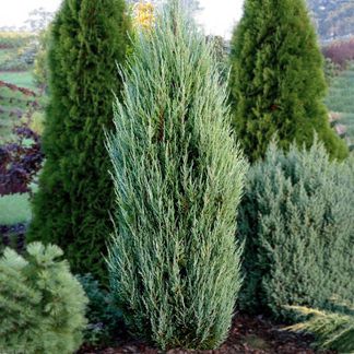 Blue Arrow Rocky Mountain Juniper | Buy 9pcs and Save – Eureka Farms