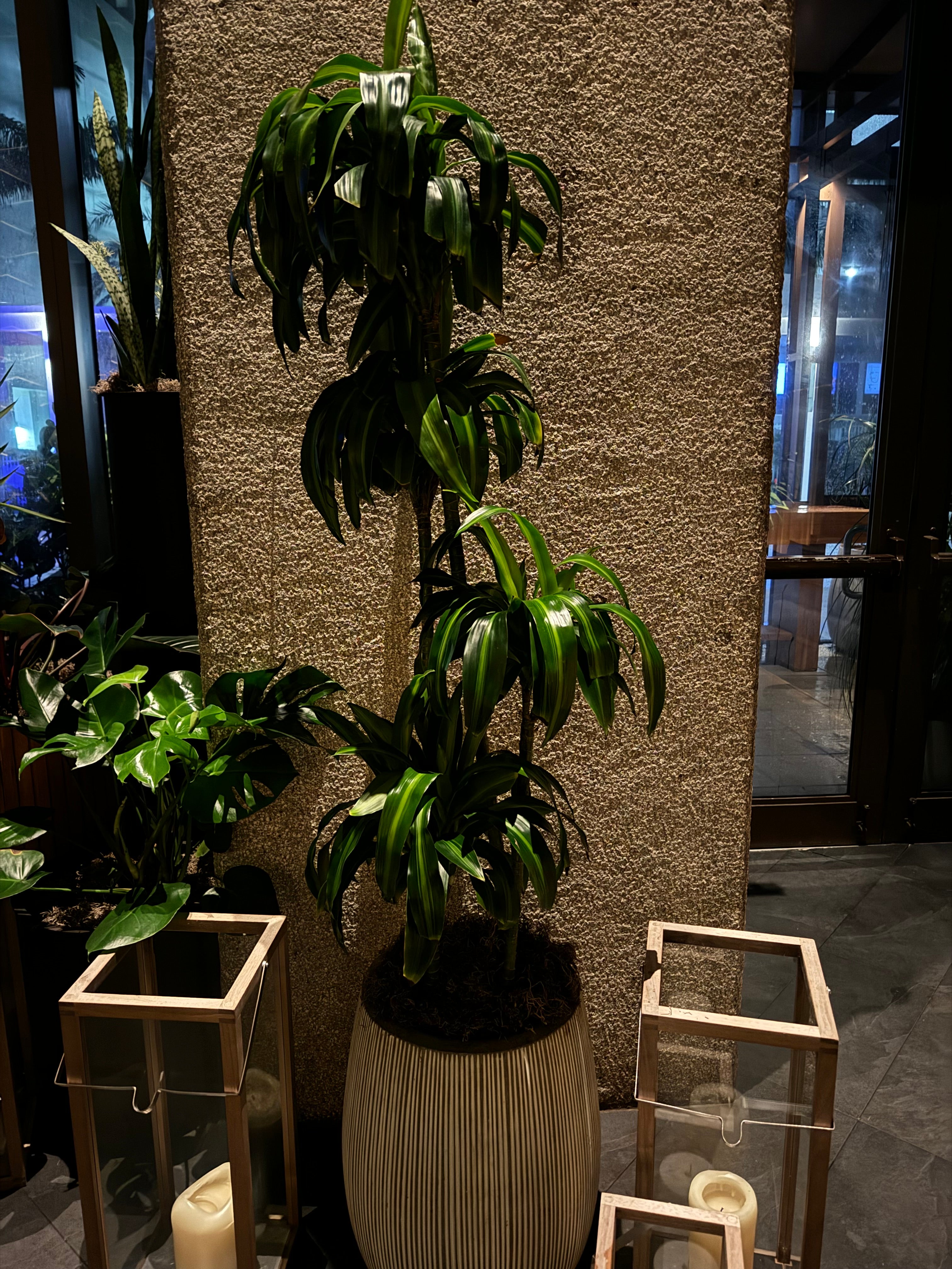 Dracaena Hawaiian Sunshine, Striped Dracaena Deremensis