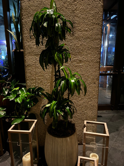 Dracaena Hawaiian Sunshine, Striped Dracaena Deremensis