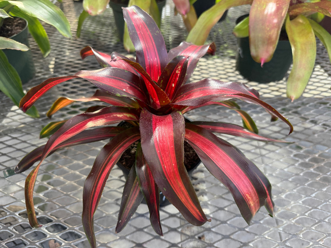 Potted Bromeliad Neoregelia Pimiento Peppermint