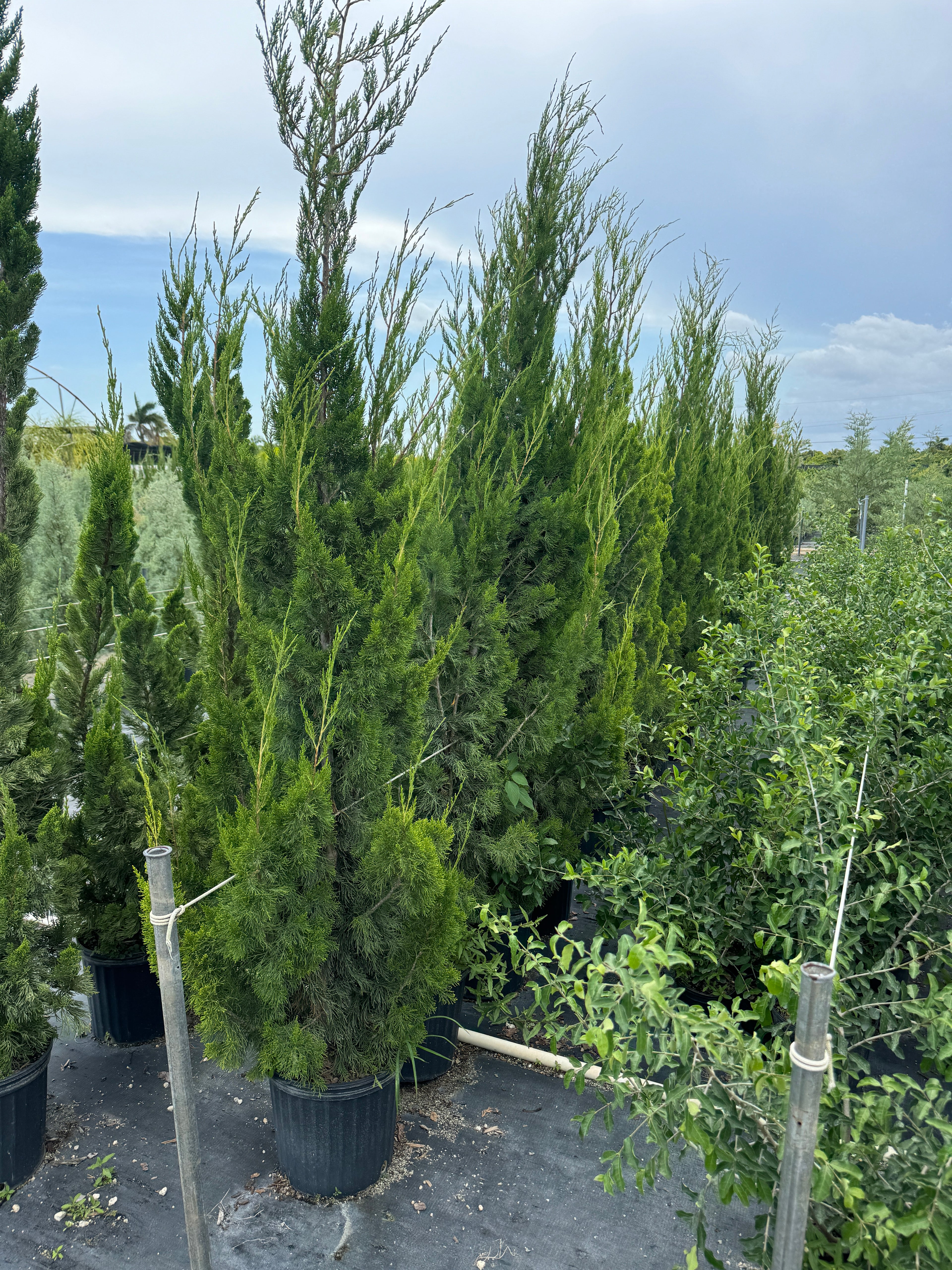 Hollywood Juniper Juniperus Chinensis Torulosa