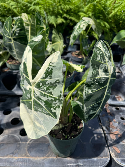 Alocasia Frydek Variegated