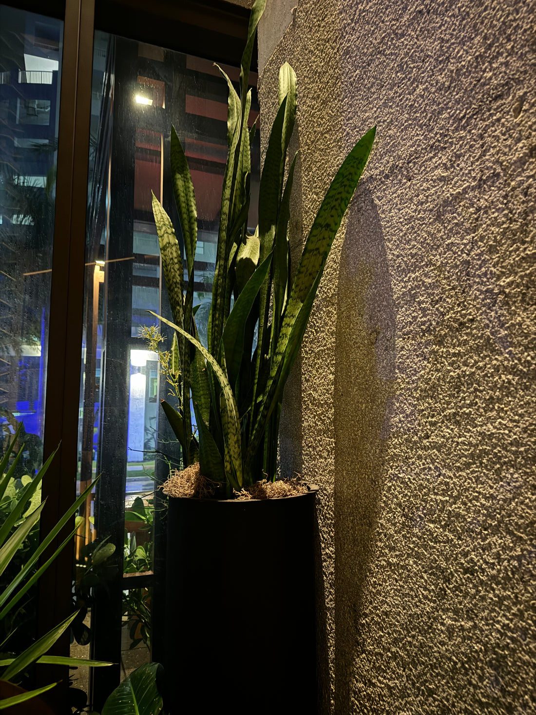 Sansevieria Zeylanica, Snake Plants