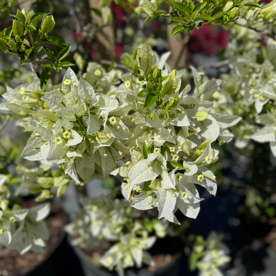 Bougainvillea White Flower Bush Form, Flowering Tree