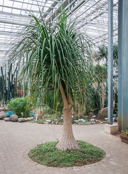 Ponytail Palm Bonsai, Elephant&