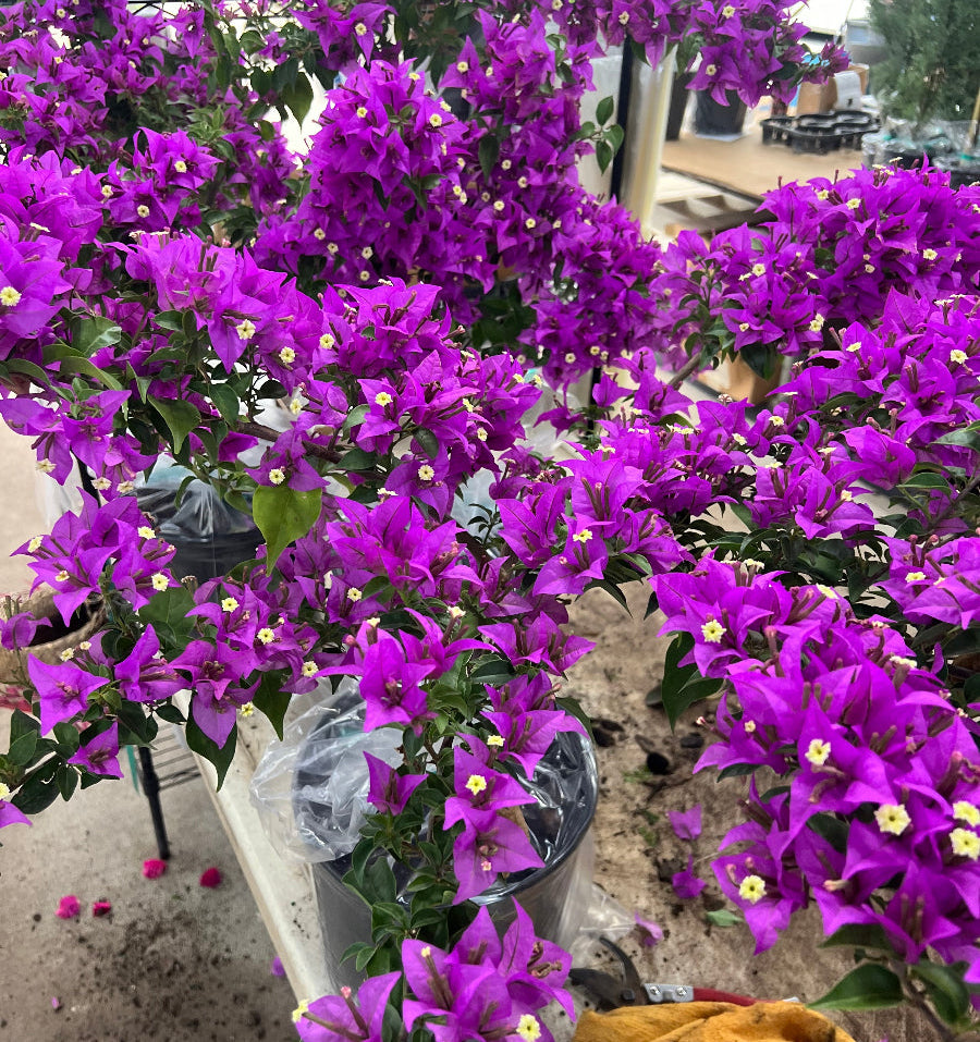 purple vining house plant New River Purple Bougainvillea