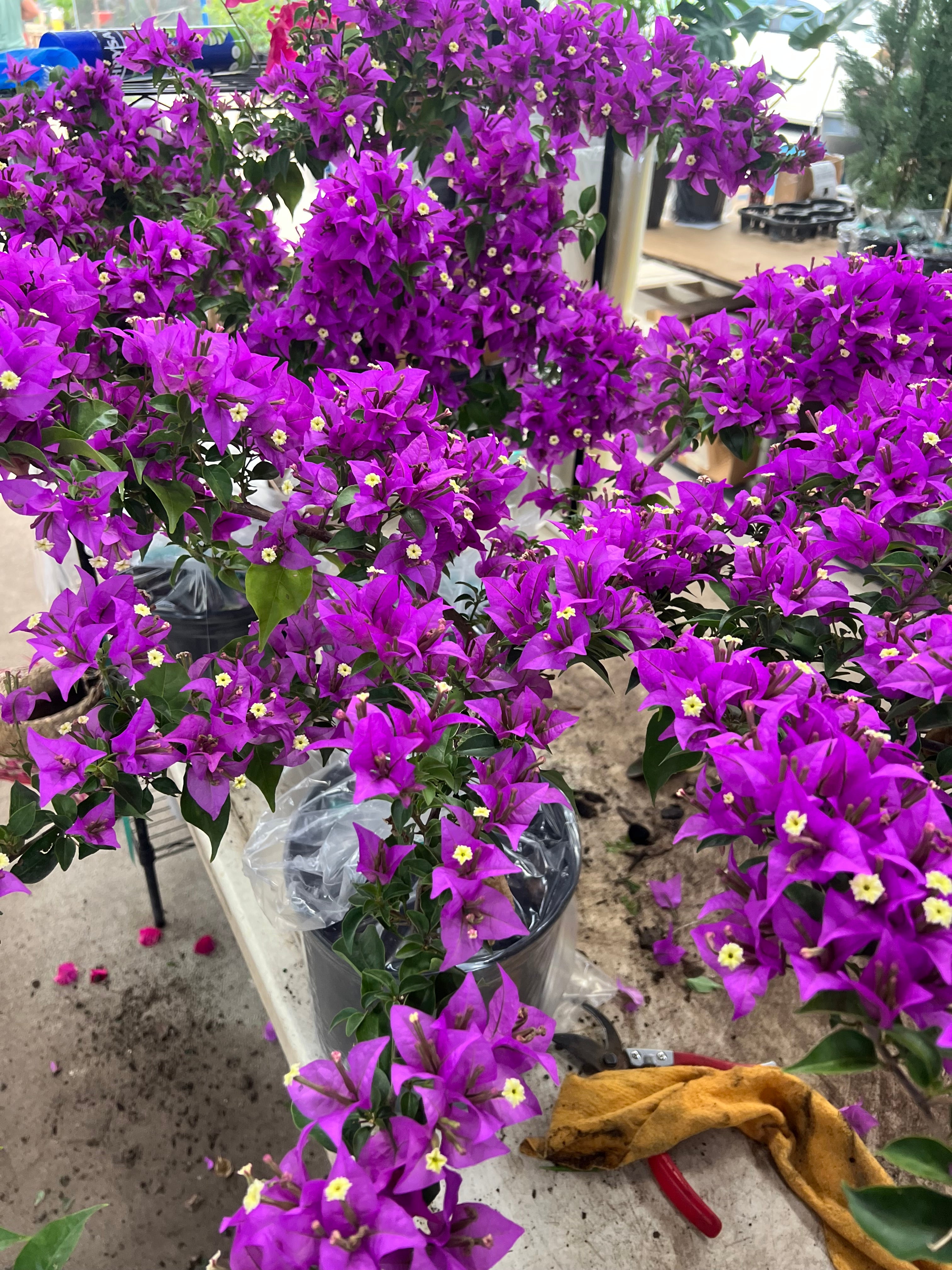 Bougainvillea Purple Flower Bush Form, New River Flowering Tree