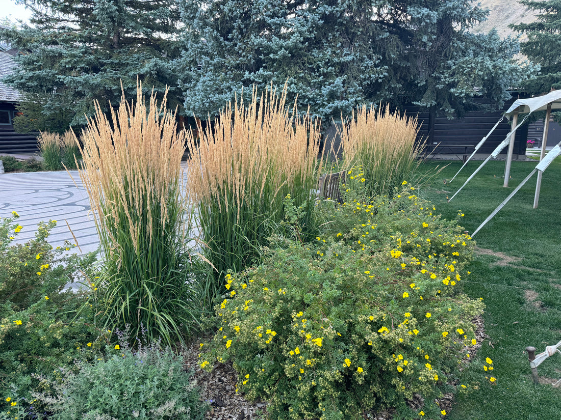 Feather Reed Grass, Karl Foerster outside home