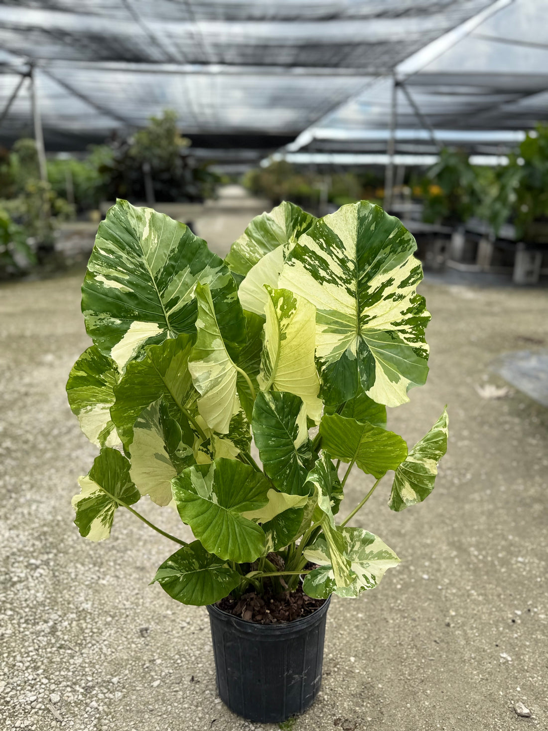 Alocasia Macrorrhiza Variegata, Collectors Rare And Exotic.