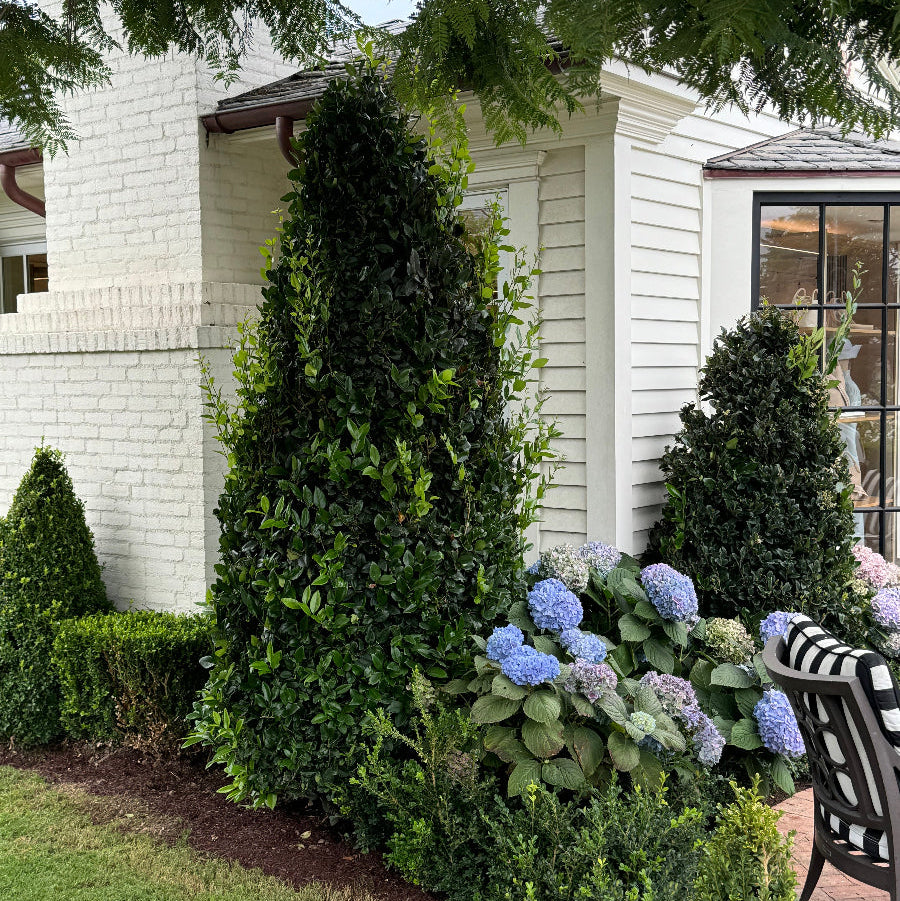 Japanese Blueberry Bush Form, Elaeocarpus Decipiens