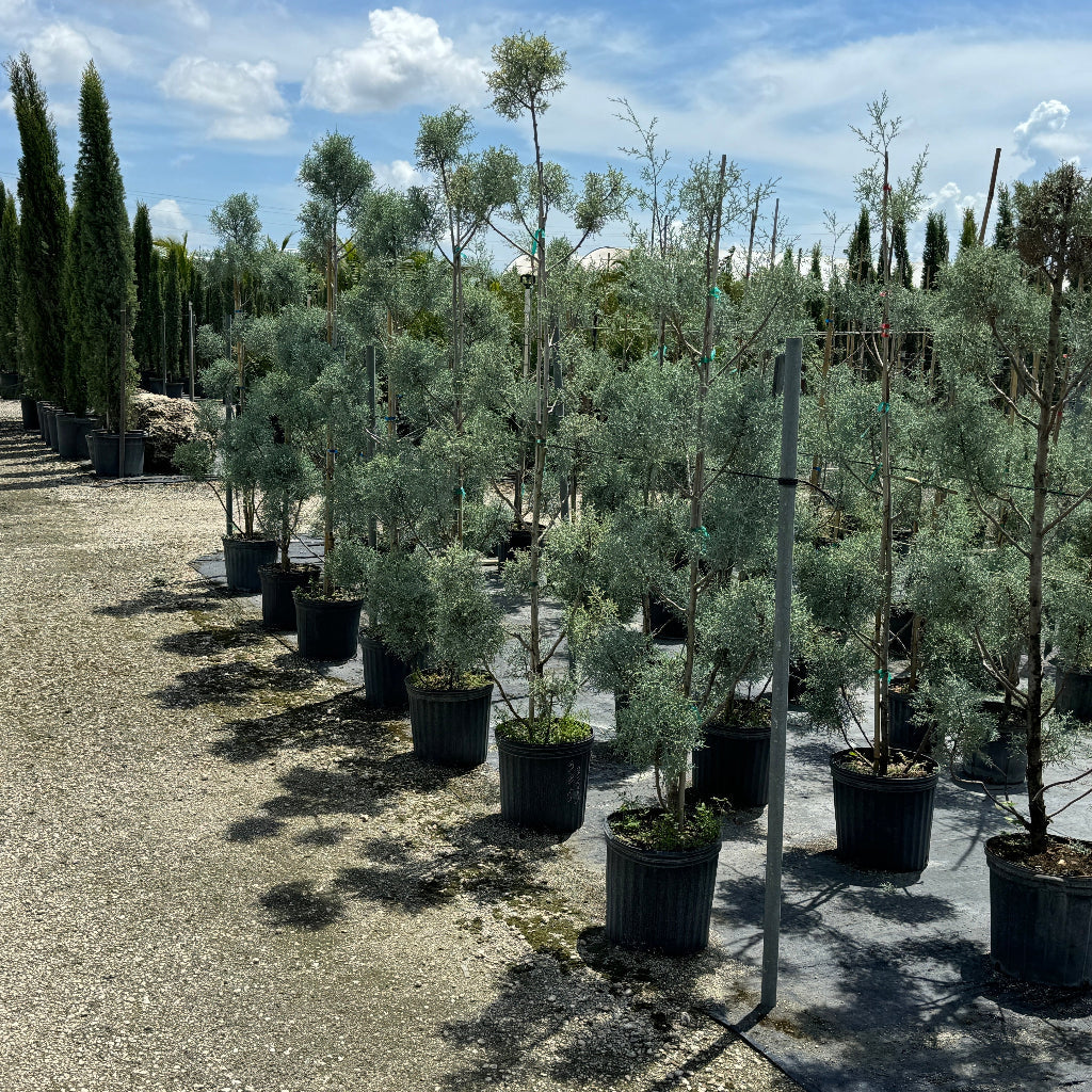 Topiary Pom Pom Multi Ball Carolina Sapphire A nursery or greenhouse row of young potted evergreen trees with silvery-green foliage, planted in black plastic pots
