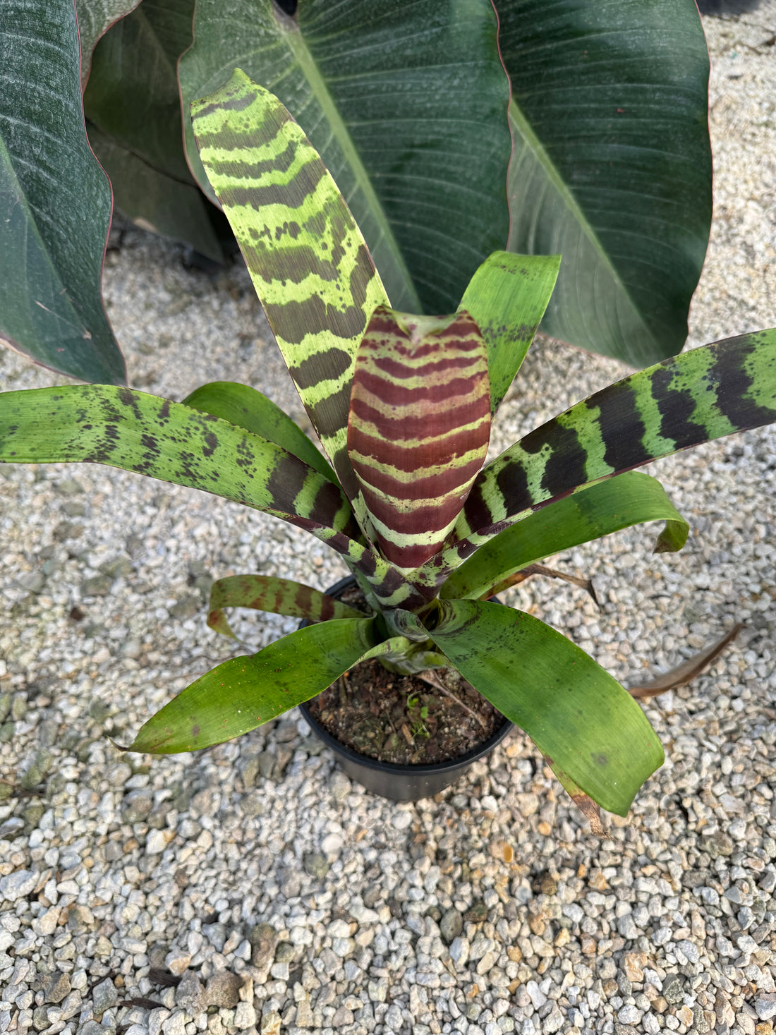 Bromeliad,  Vriesea Splenriet
