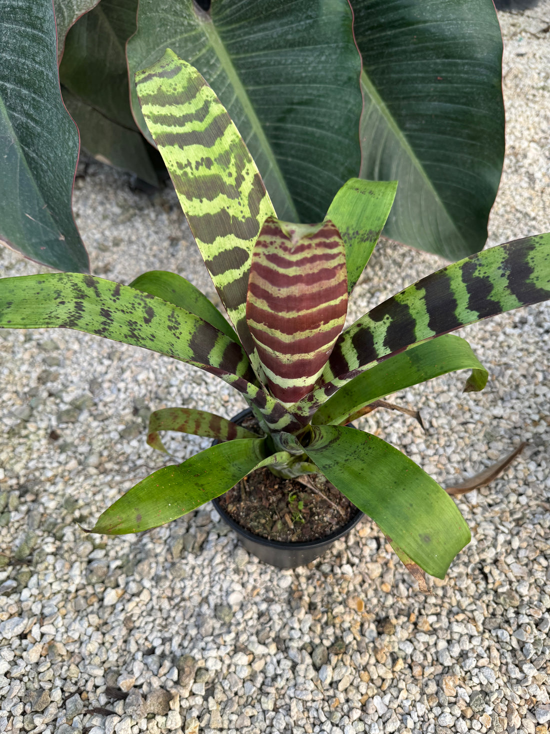 Bromeliad, Neoregelia Splenriet