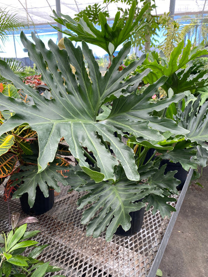 Philodendron Split Leaf Hope