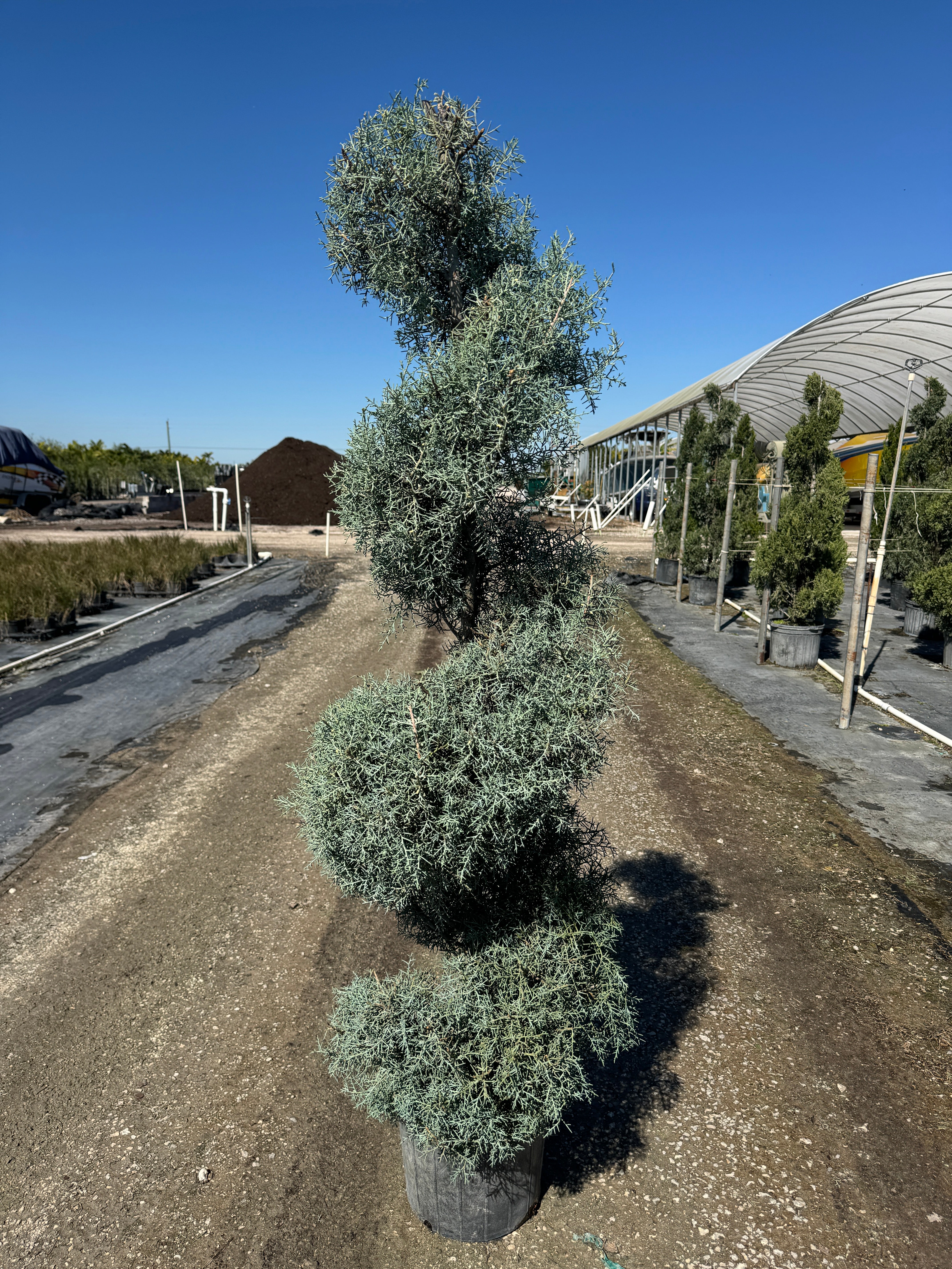 Explore Our Spiral Topiary Carolina Sapphire | Eureka Farms