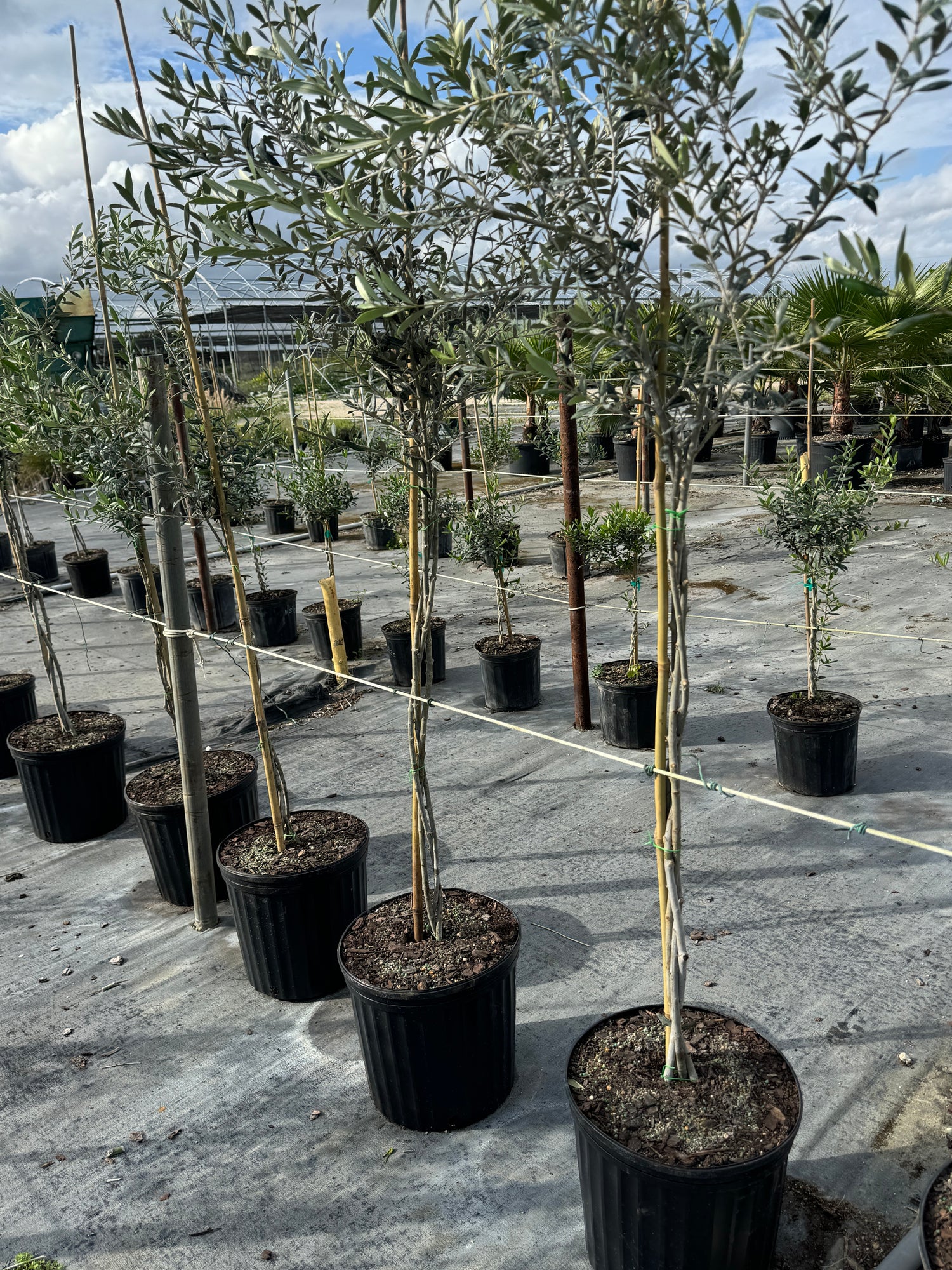 Braided Olive Tree Olea Europaea