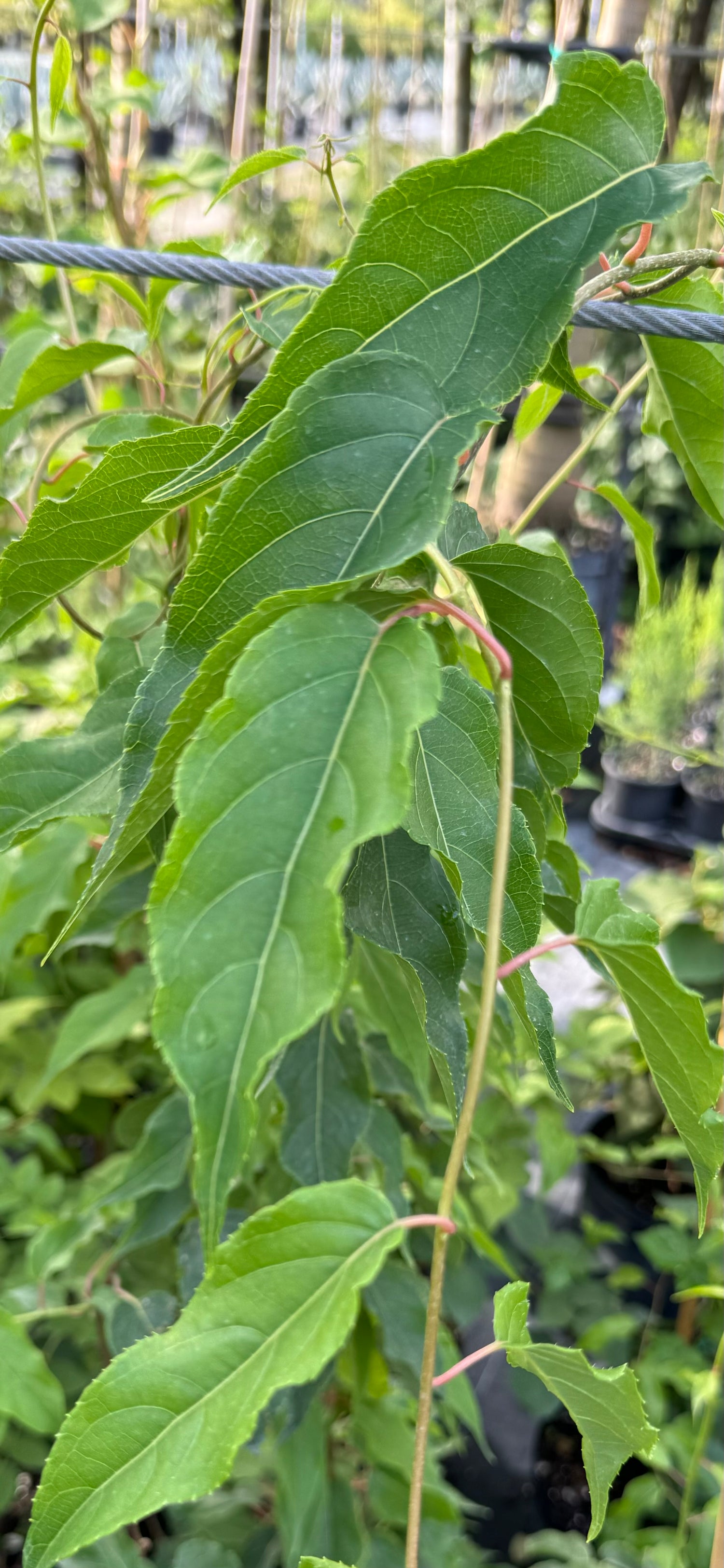 Kiwi Fruit Tree, &