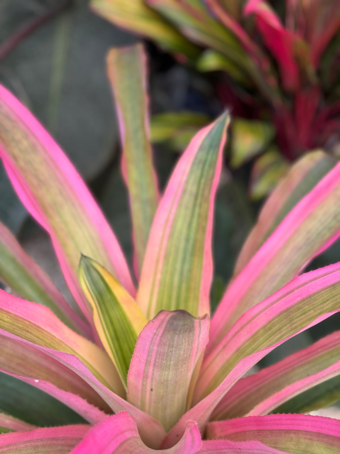 Bromeliad, Neoregelia Mend