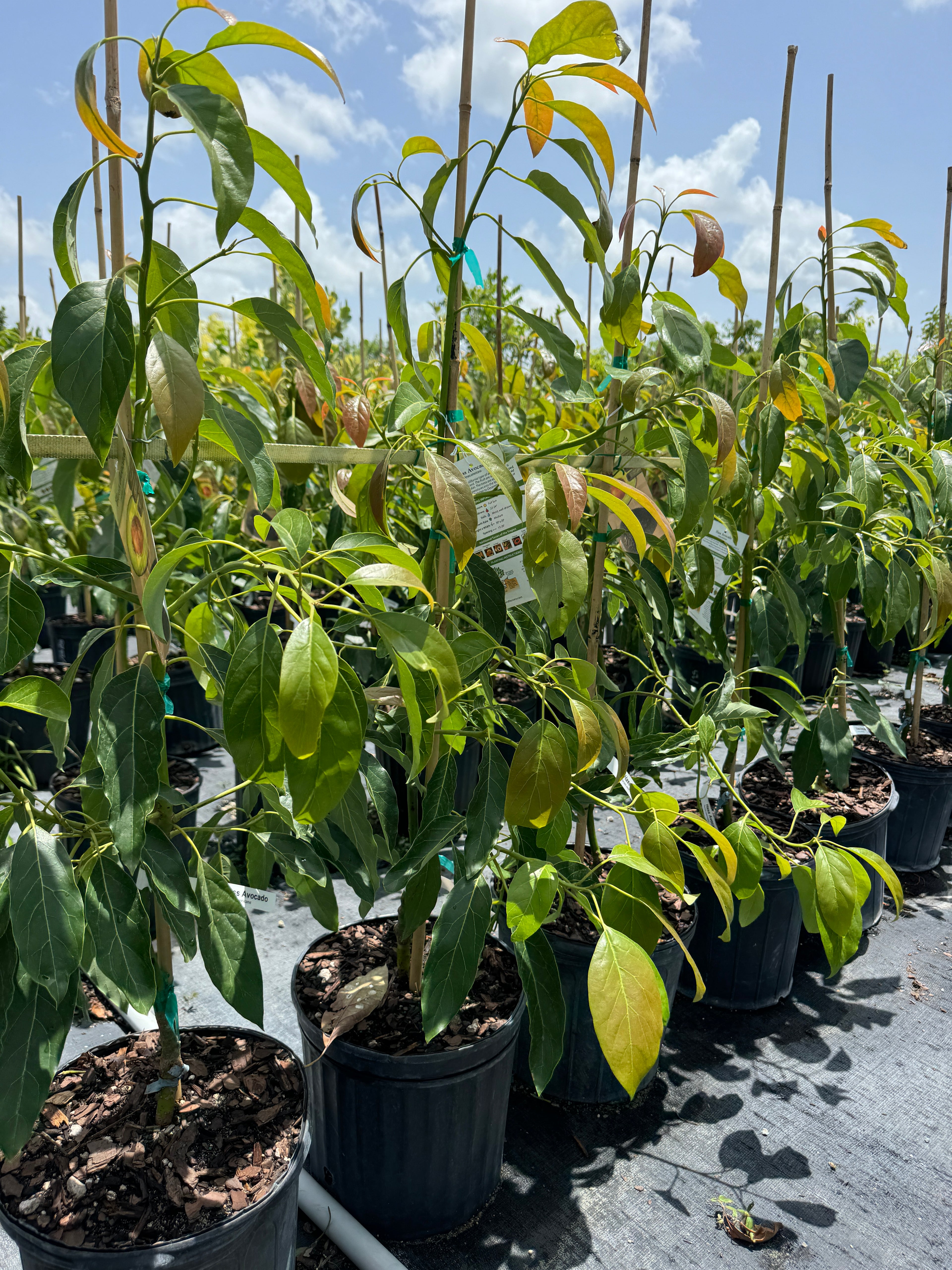Hass Avocado Fruit Tree Cold Hardy, Persea Americana