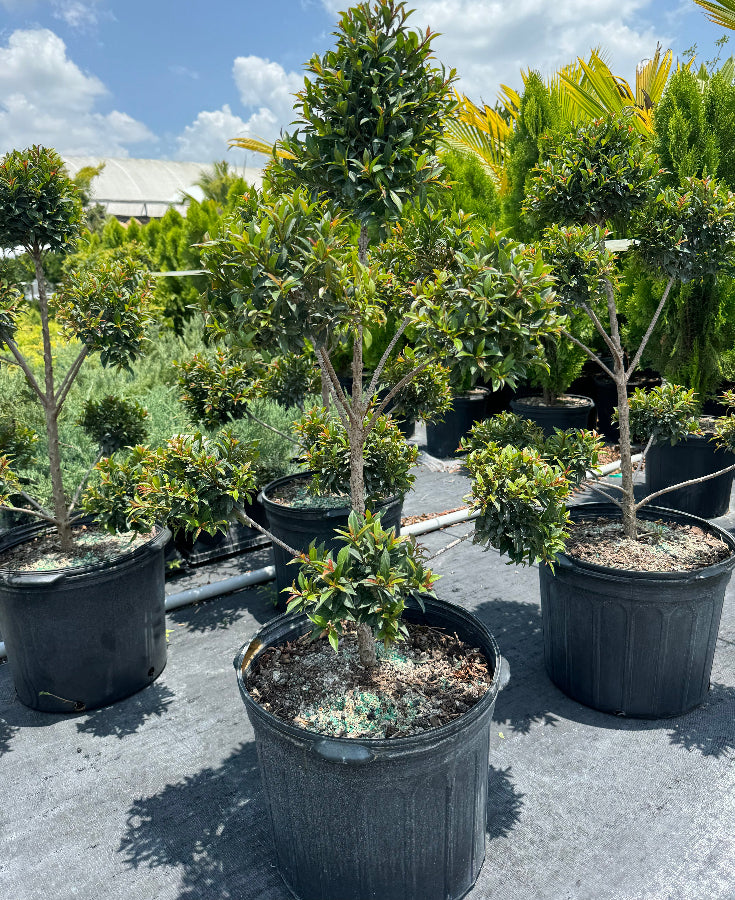Topiary Eugenia Pom Pom, Hand Pruned for Patios and Outdoor Decor ...