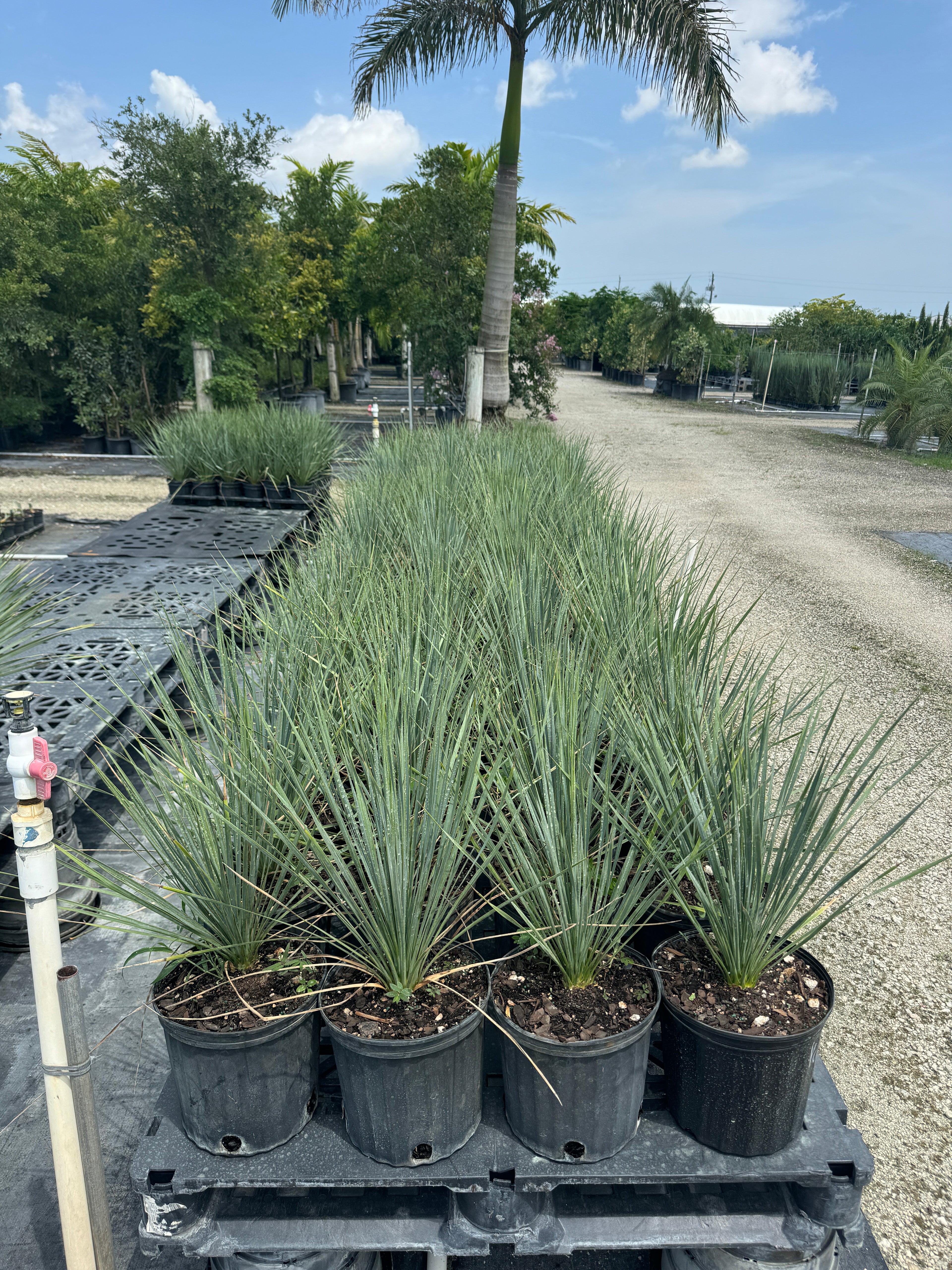 Yucca Rostrata Beaked Yucca, Desert Jewel Palm