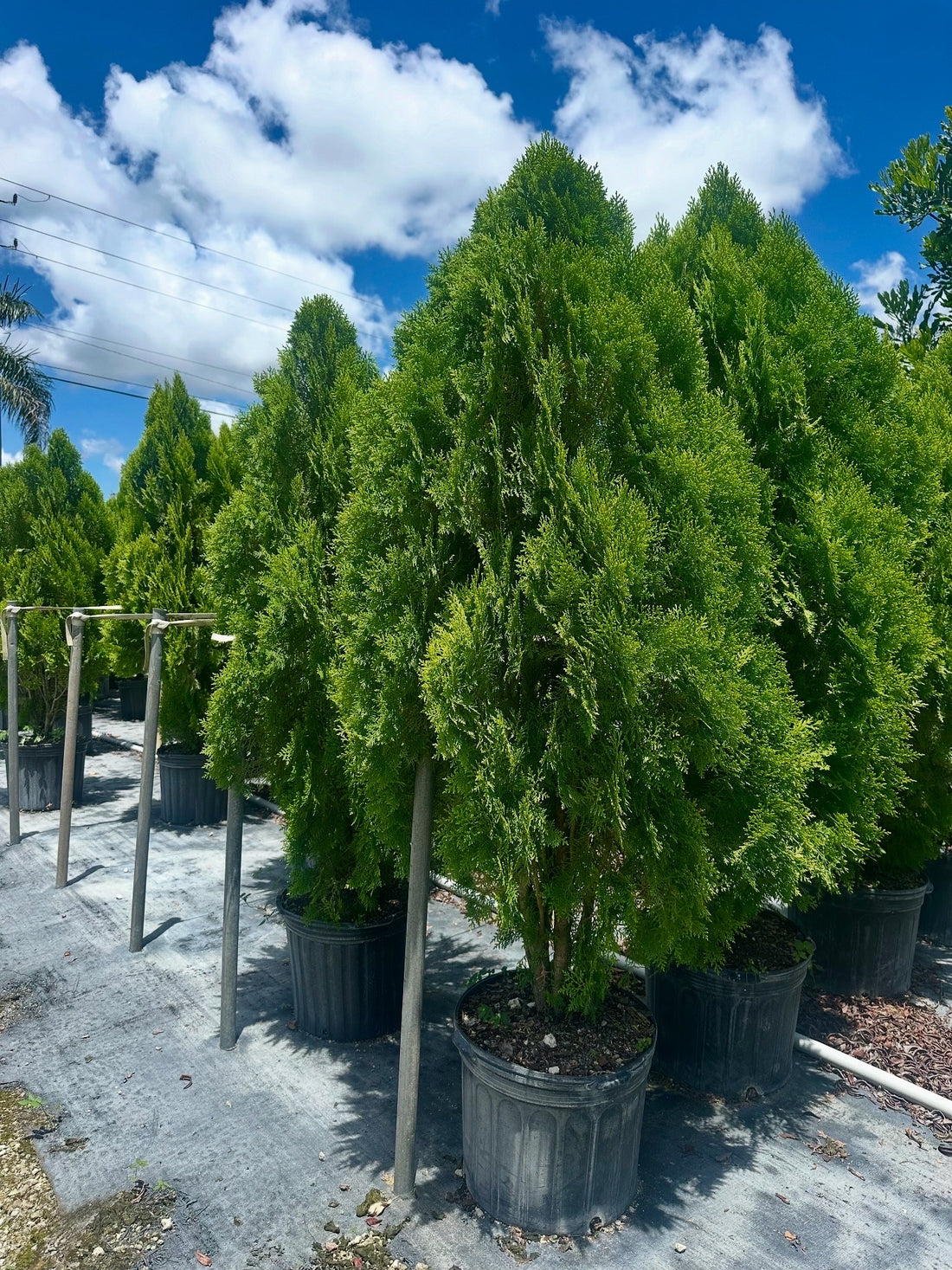 Emerald Green Arborvitae Occidentalis