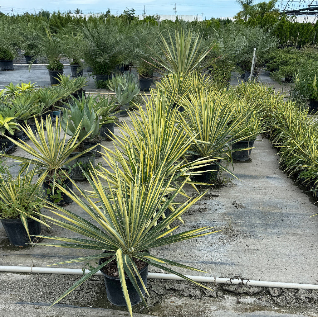 Yucca filamentosa plant, featuring striking sword-shaped leaves with bright yellow centers and green margins