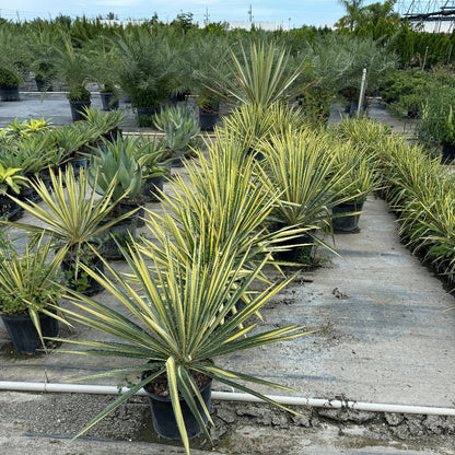 Yucca filamentosa plant, featuring striking sword-shaped leaves with bright yellow centers and green margins