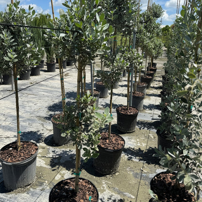 Topiary Silver Buttonwood 2 Ball Tree Form, Florida Landscape Tree in Lush green garden with agave plants and shrubs in front of a building.